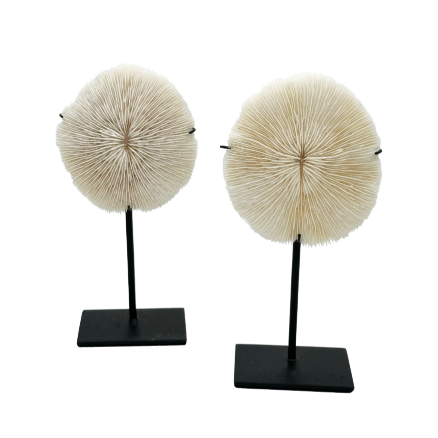 Coral Sculpture