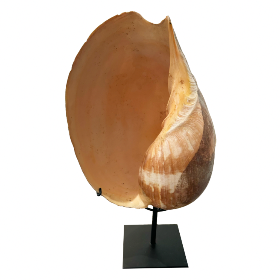 Crowned Baler Shell Sculpture
