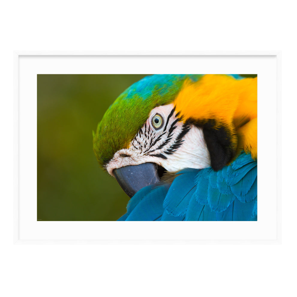 Green Macaw by Dragana Connaughton