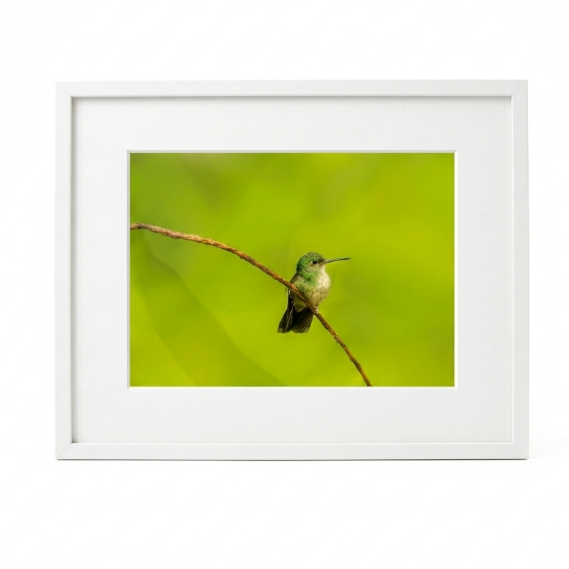 Framed photograph of a hummingbird on a branch with a green background