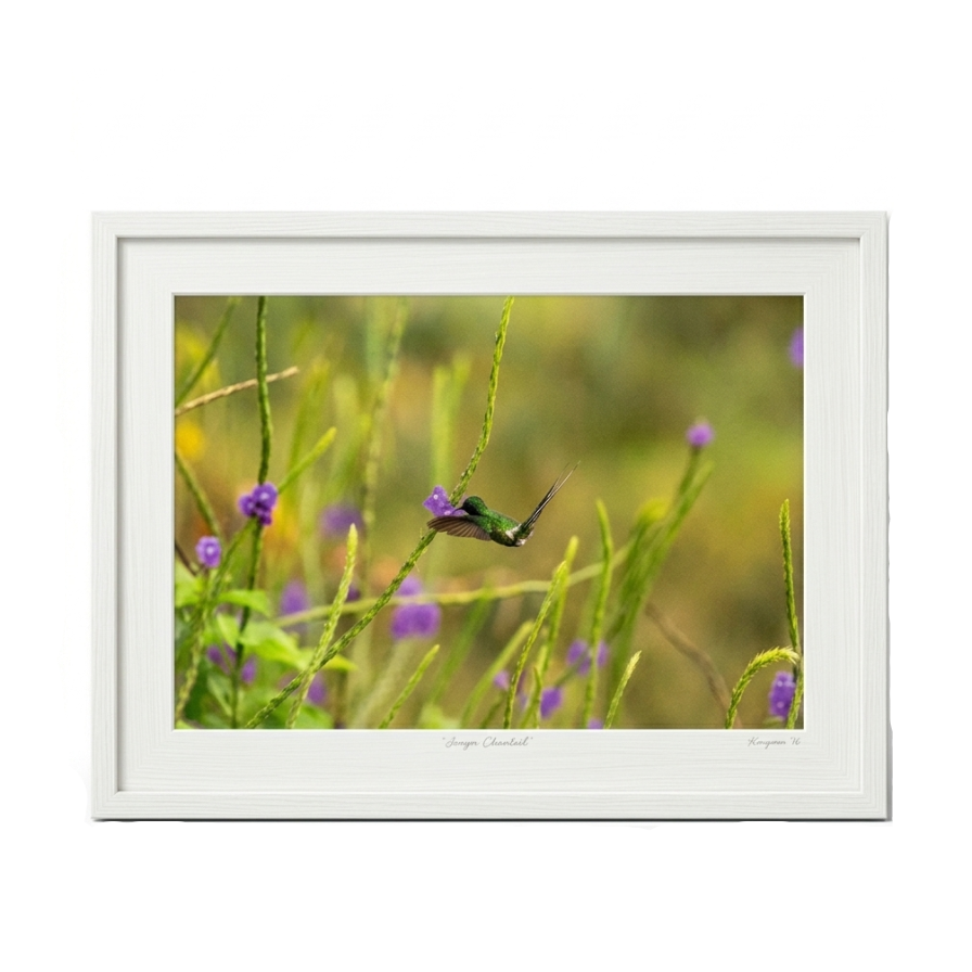 Framed photograph of a hummingbird in a grassy field with purple flowers