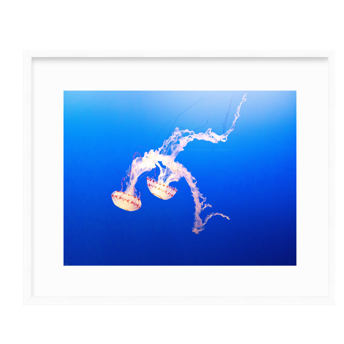 White Jellyfish by Dragana Connaughton