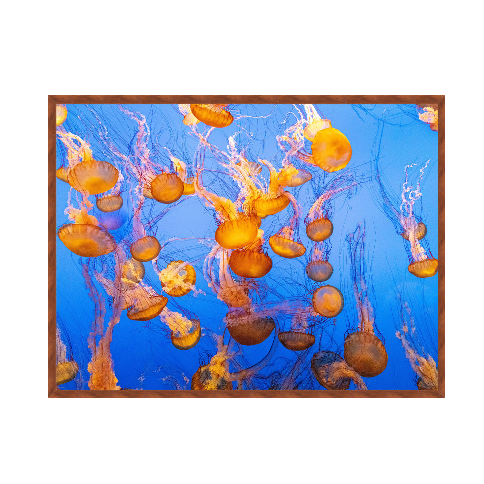 Jellyfish by Dragana Connaughton