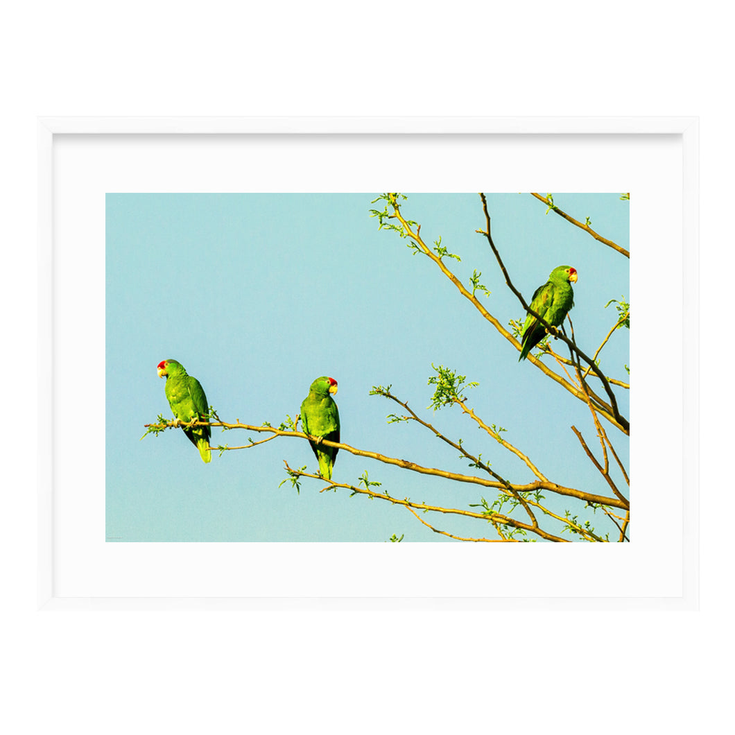 Palm Beach Parrots by Dragana Connaughton