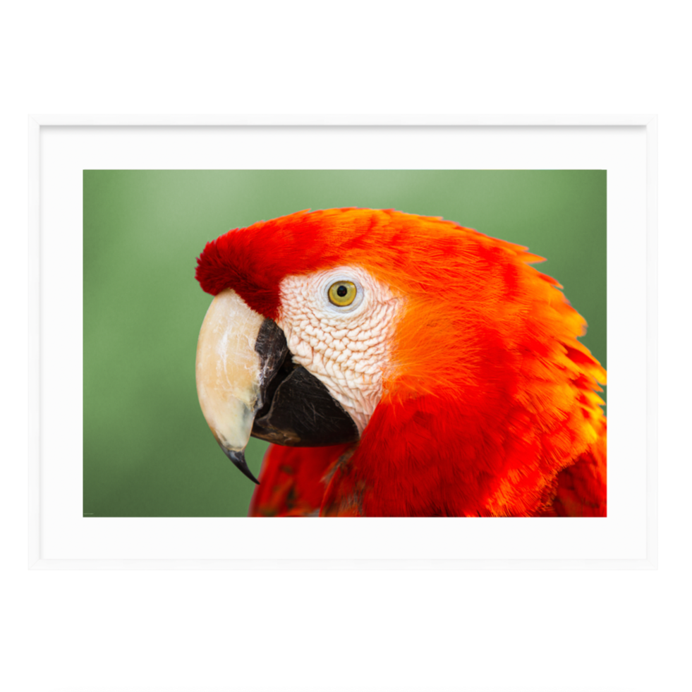 Red Parrot by Dragana Connaughton