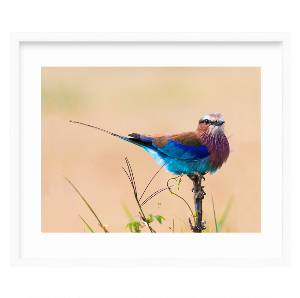 Lilac Breasted Roller by Dragana Connaughton