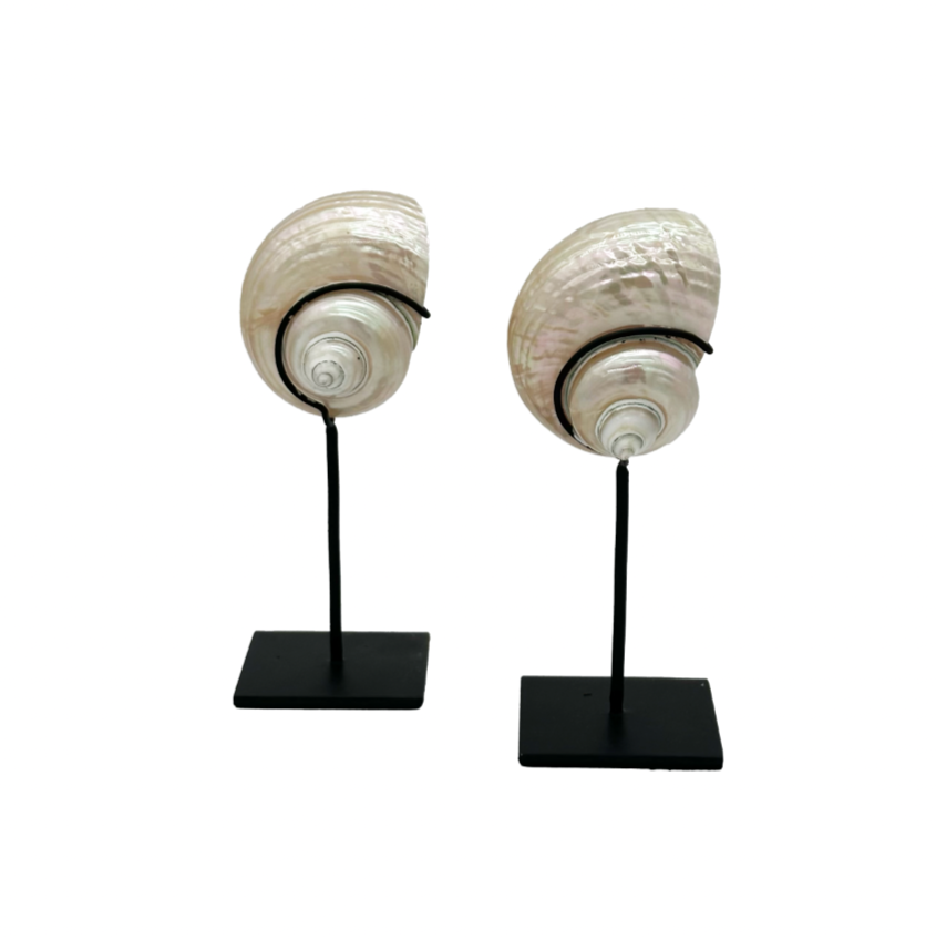 Turban Shell Sculpture