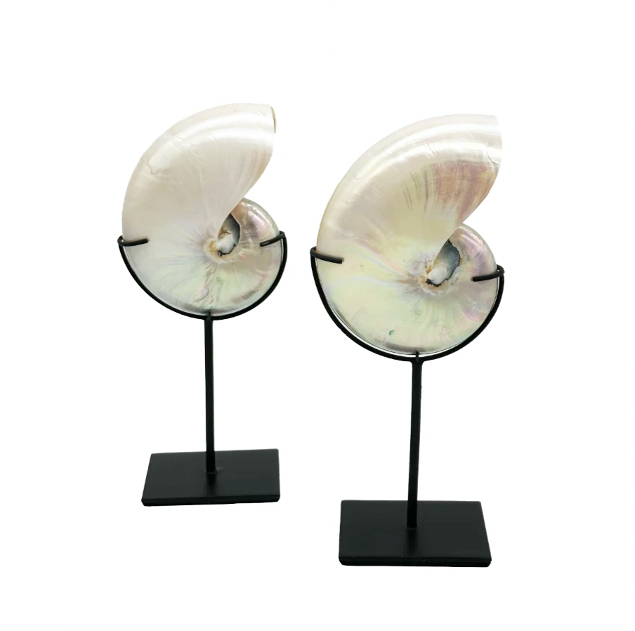 Pearlized Nautilus Shell Sculpture