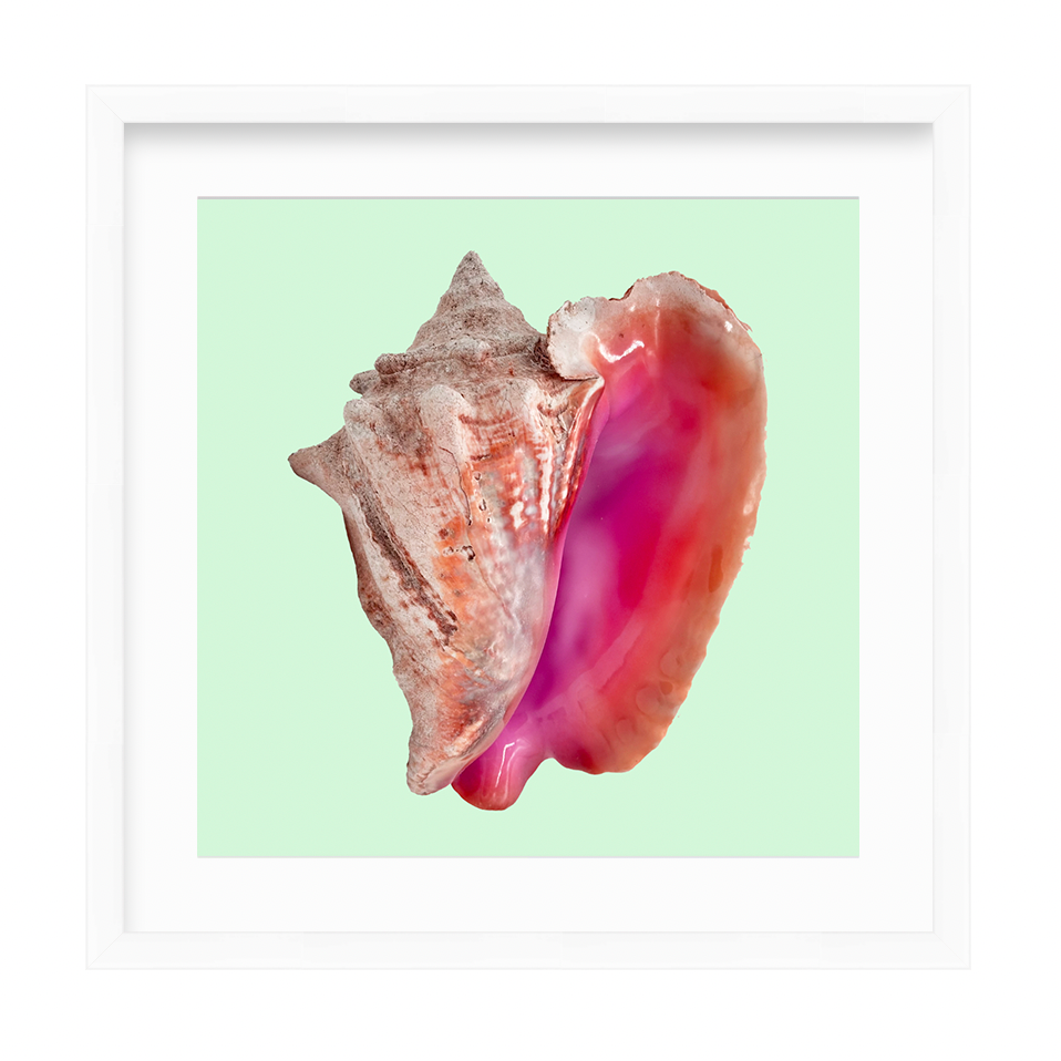 Conch Shell Print