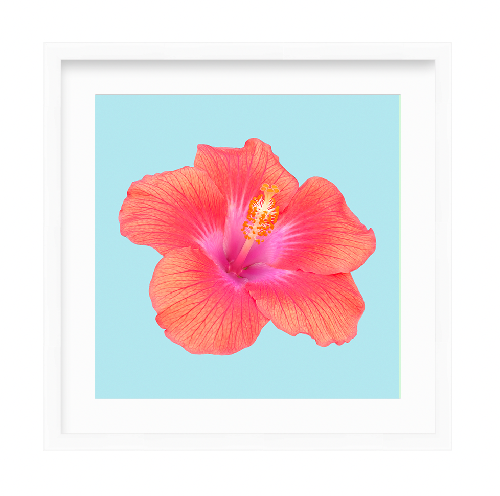 Hibiscus Pop Print