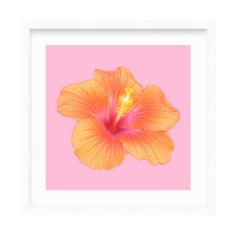 Hibiscus Pop Print