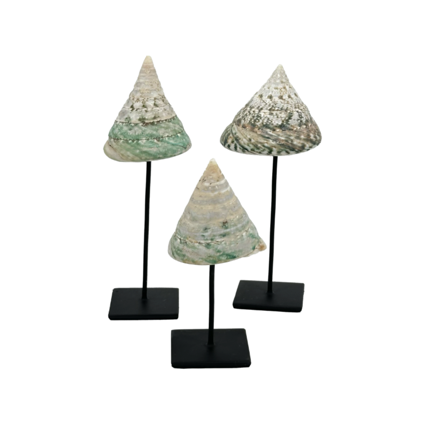 Trochus Maculatus Top Shell Sculpture