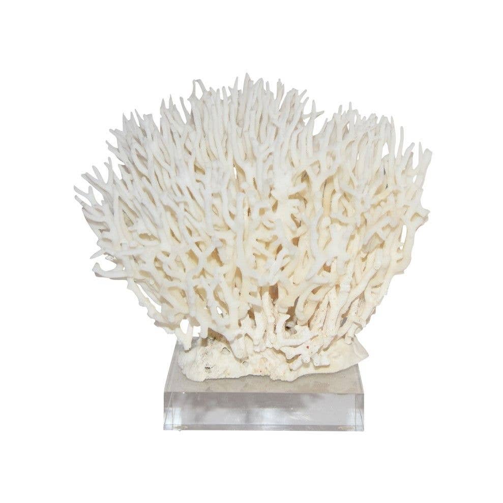 Birdsnest Coral Sculpture