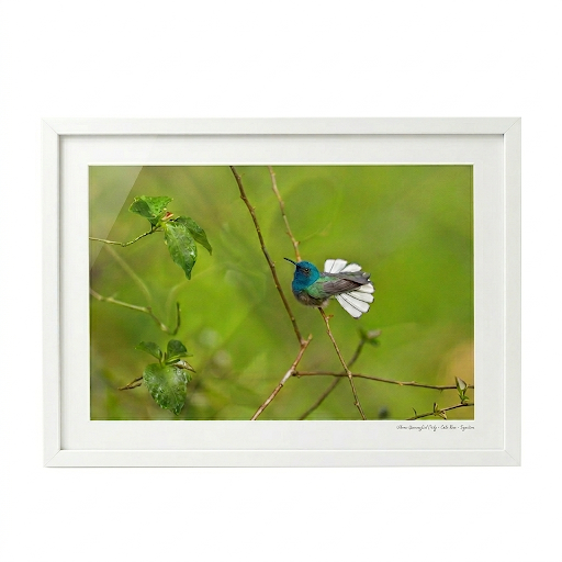 Hummingbird Photo II