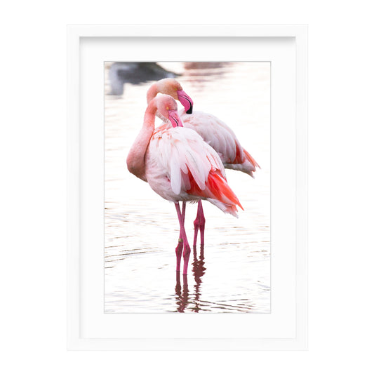 Flamingo Photograph II