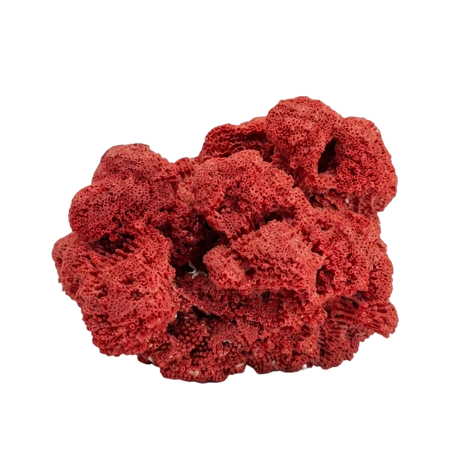 Red Coral