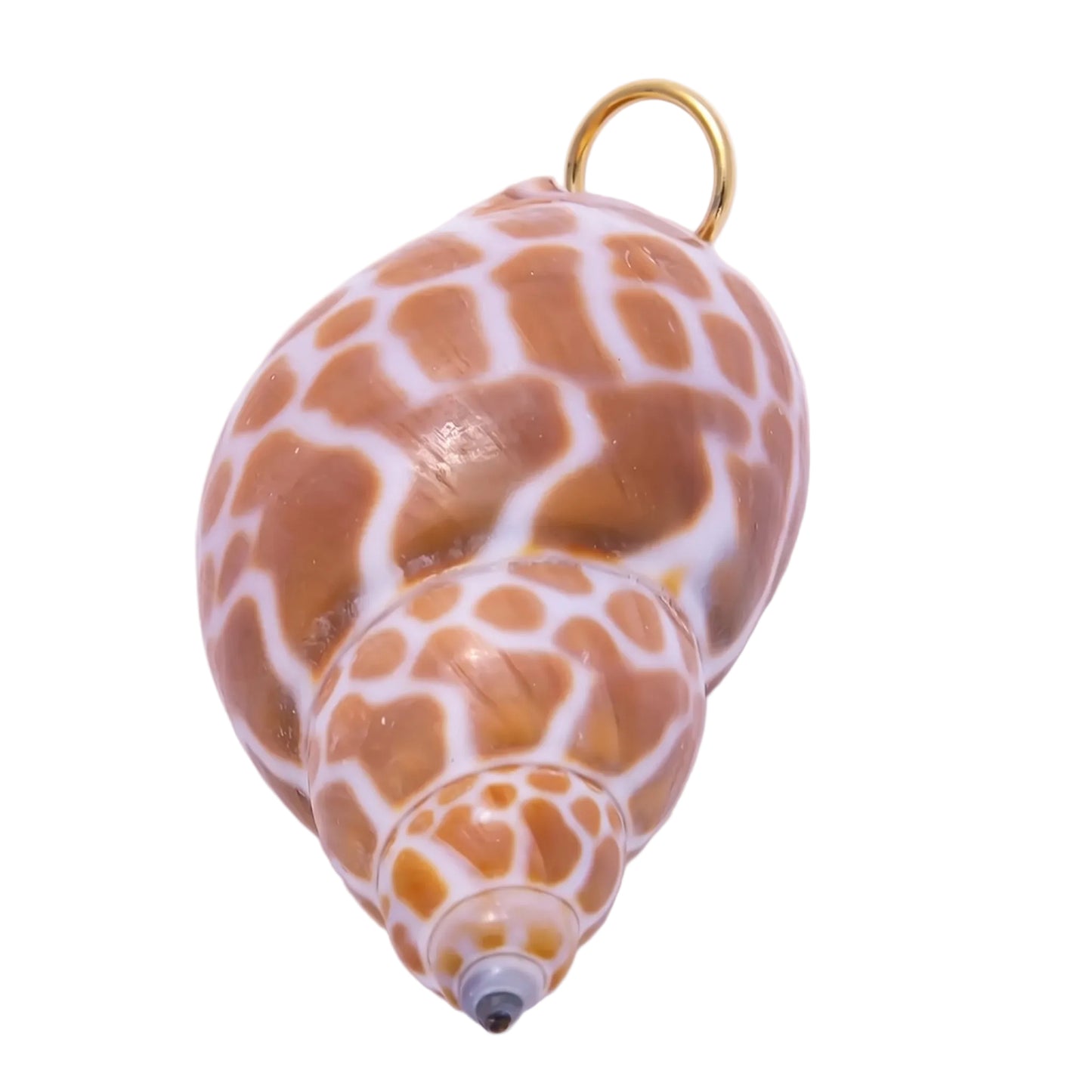 Shell Charms