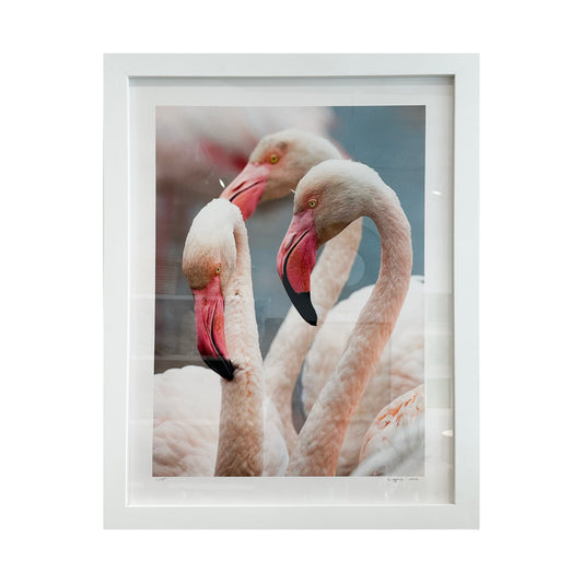 Flamingo Photograph I