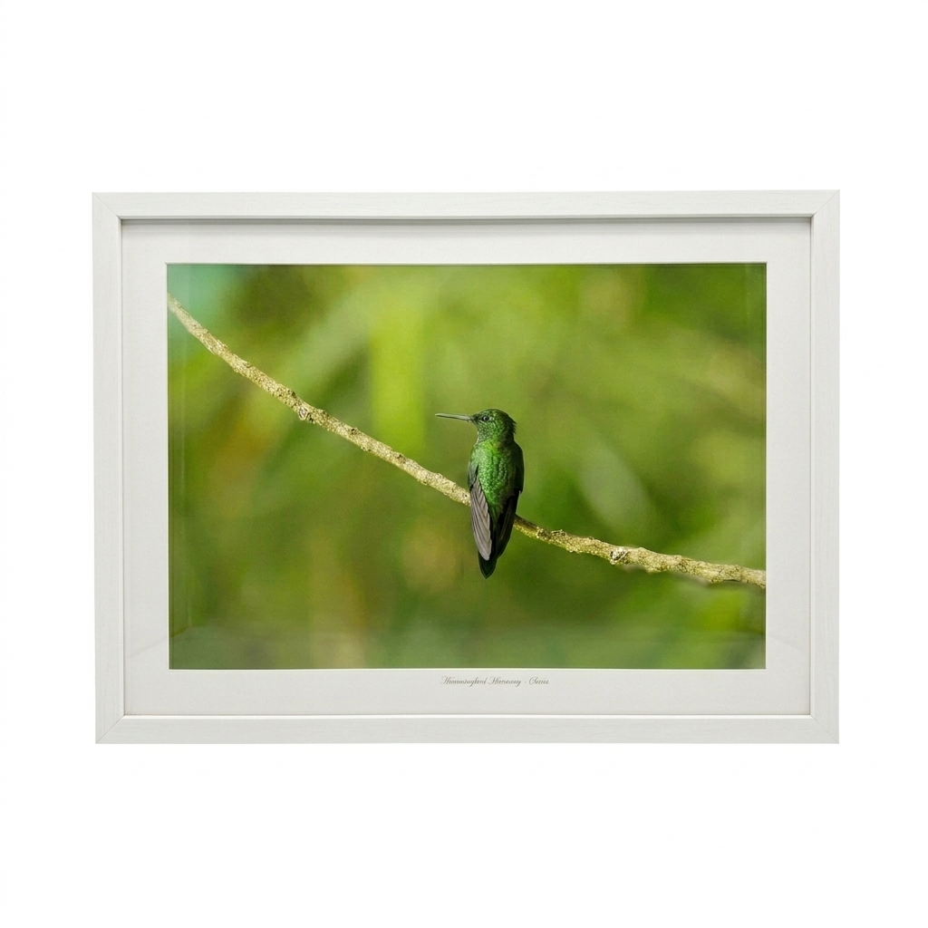 Hummingbird Photo V