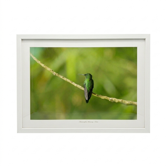 Hummingbird Photo V