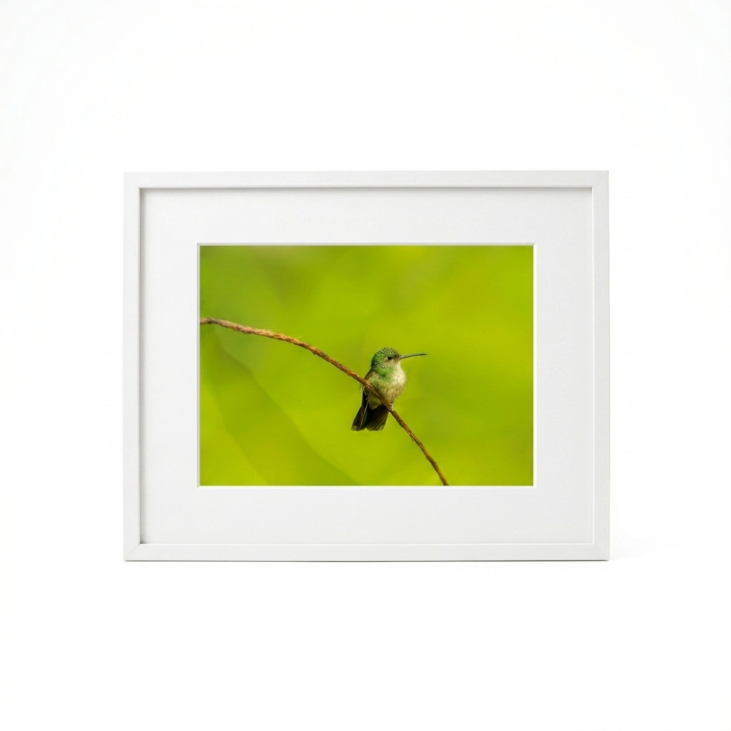 Hummingbird Photo I