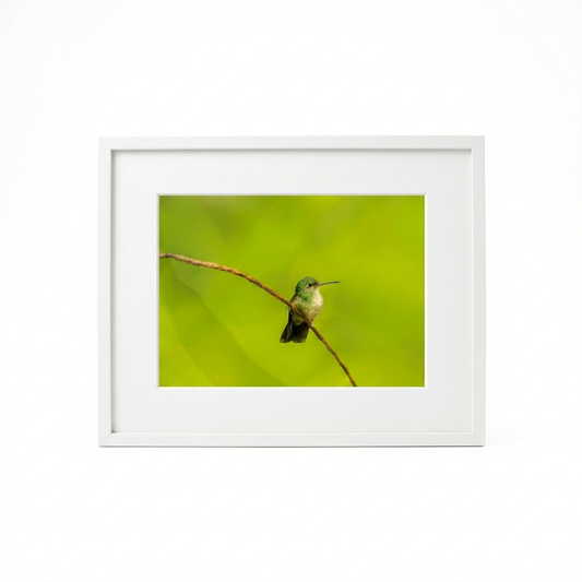 Hummingbird Photo I