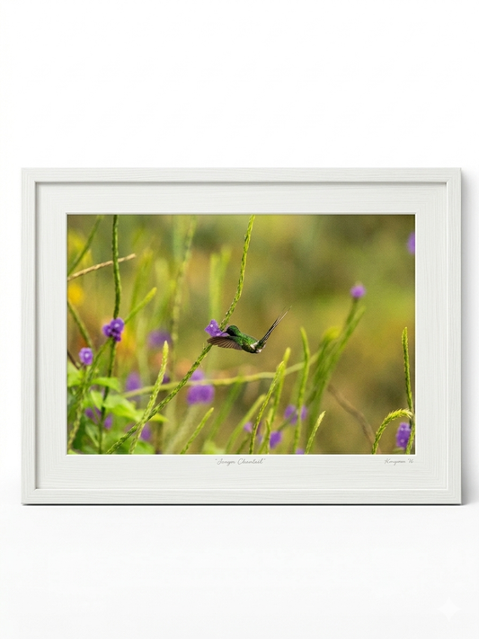Hummingbird Photo VI