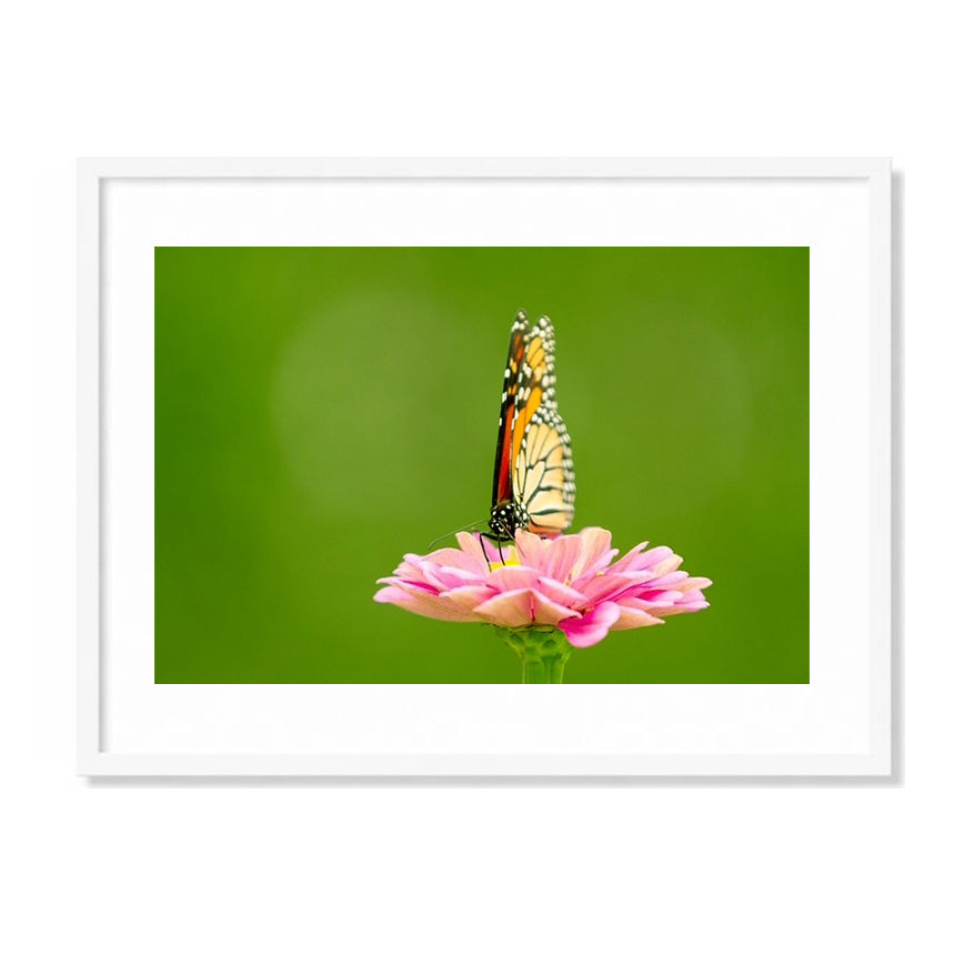 Butterfly Print by Dragana Connaughton