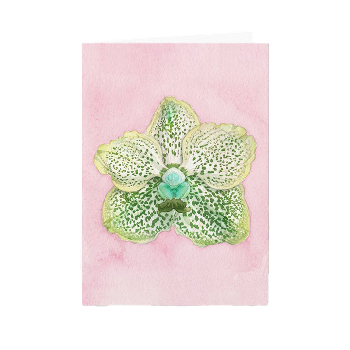 Green orchid on a pink background