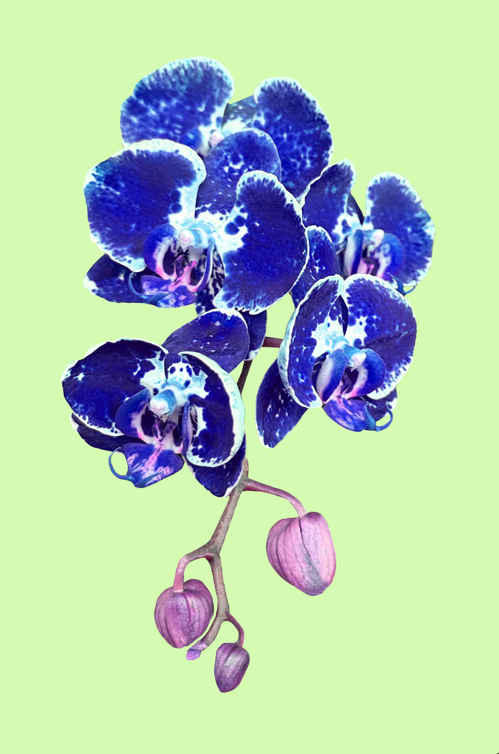 Orchid Pop