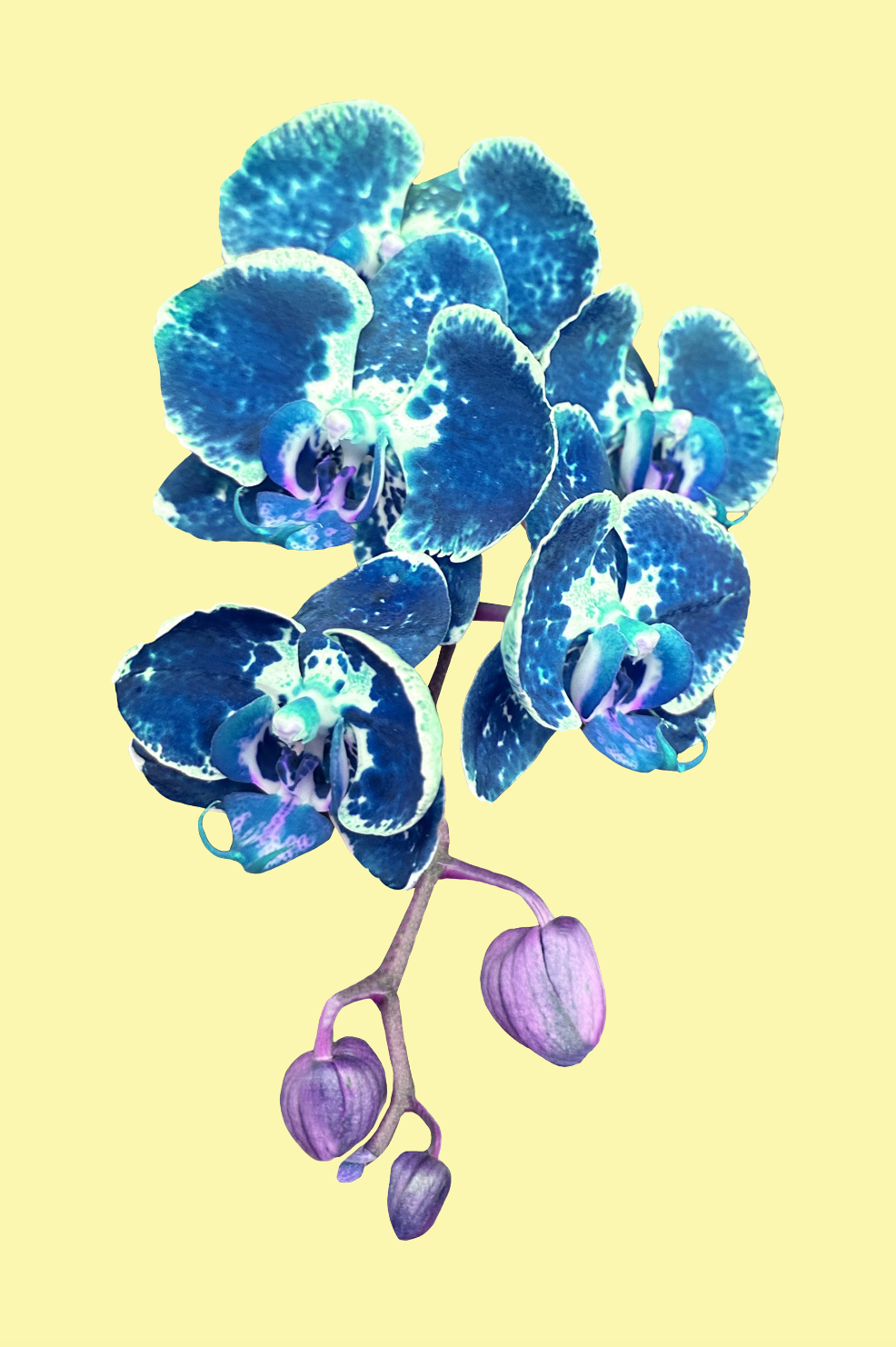 Orchid Pop