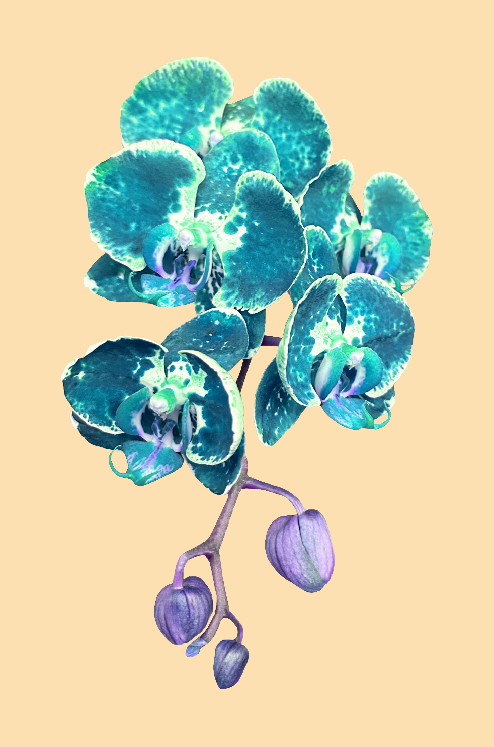 Orchid Pop
