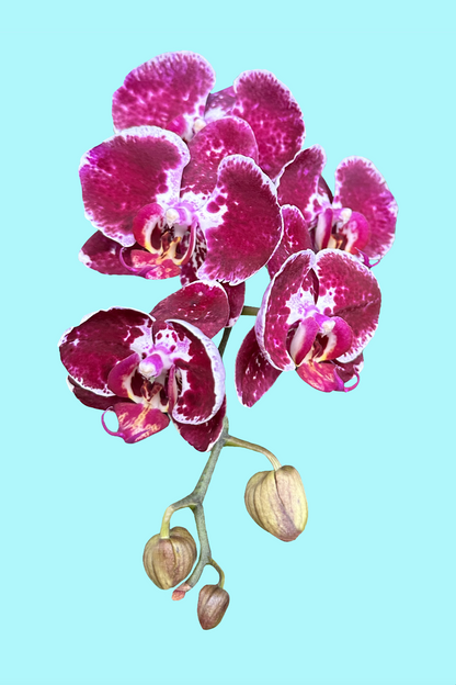 Orchid Pop