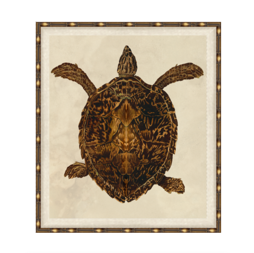 Turtle Print 1