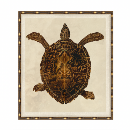 Turtle Print 1