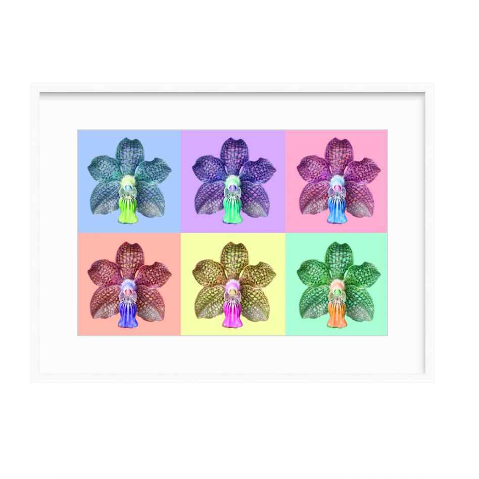 Orchid Pop by Nikki Connaughton