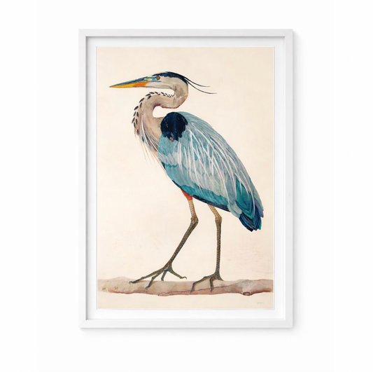 Great Heron Watercolor Print by Lizzi Connaughton