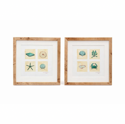 Shell Study Watercolor by Lia Burke Libaire