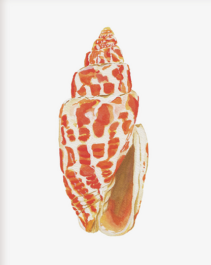 Shell Prints by Catherine Cartie 8x10