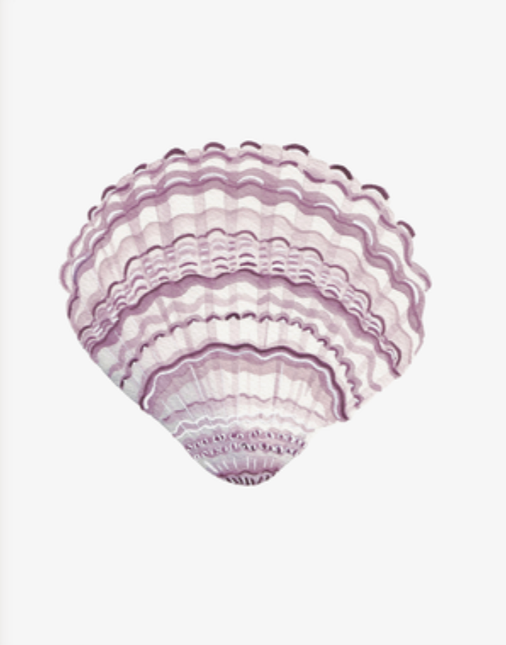 Shell Prints by Catherine Cartie 8x10