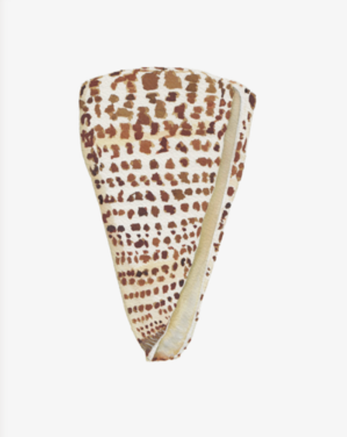 Shell Prints by Catherine Cartie 8x10