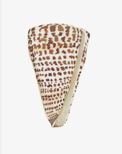 Shell Prints by Catherine Cartie 8x10