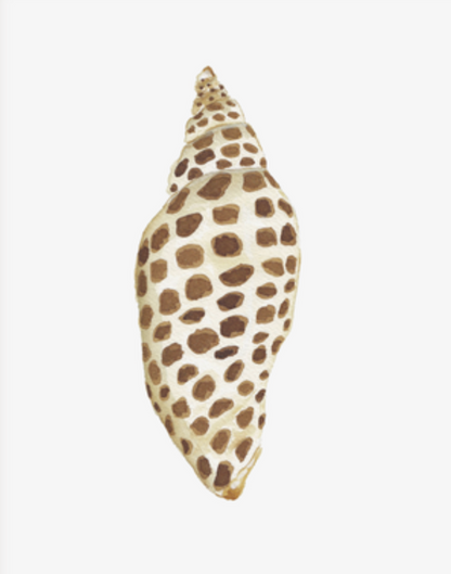 Shell Prints by Catherine Cartie 8x10