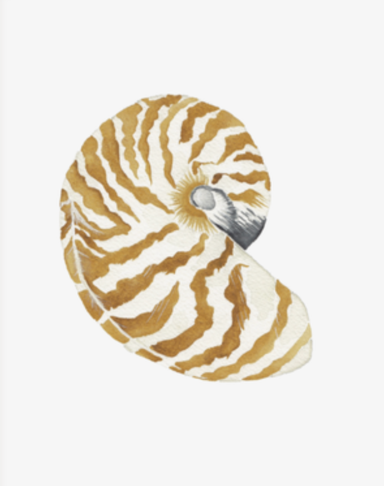 Shell Prints by Catherine Cartie 8x10