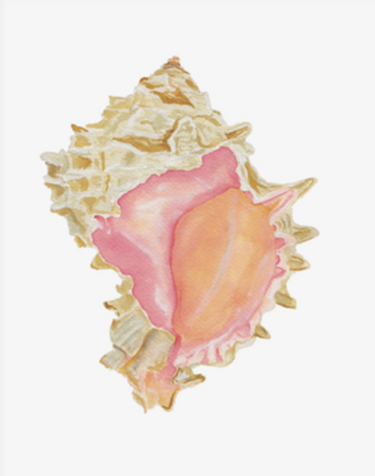 Shell Prints by Catherine Cartie 8x10
