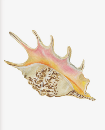 Shell Prints by Catherine Cartie 8x10