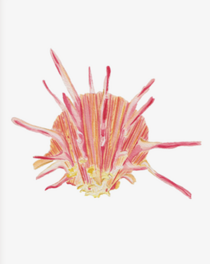 Shell Prints by Catherine Cartie 8x10