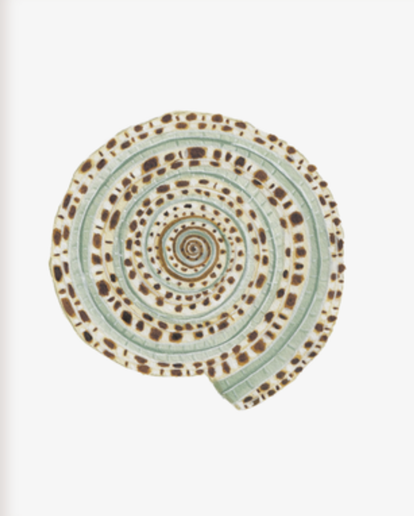 Shell Prints by Catherine Cartie 8x10