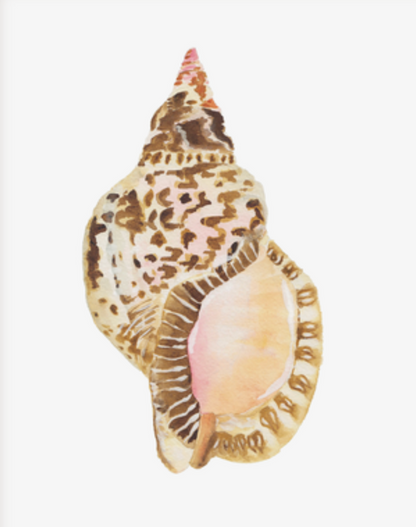 Shell Prints by Catherine Cartie 8x10