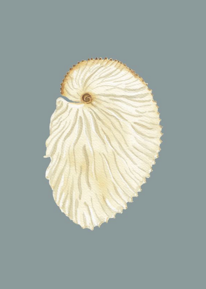 Shell Prints by Catherine Cartie 5x7